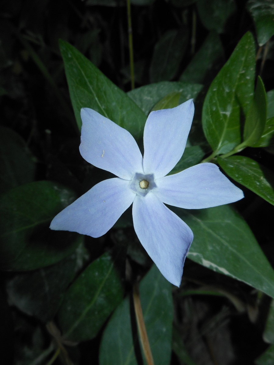 Vinca difformis Pourr. subsp. difformis/ Pervinca media